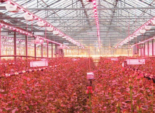 Create Your Green House With led grow lights